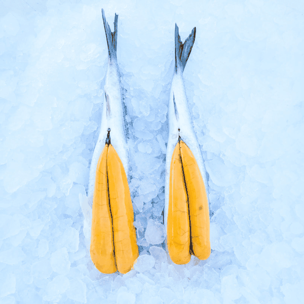 Fresh Mullet Roe - Florida