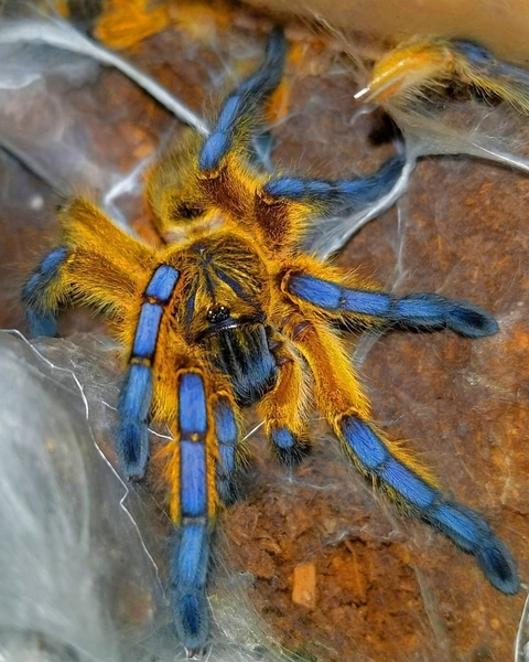 Golden Blue Leg | Spider.DAD