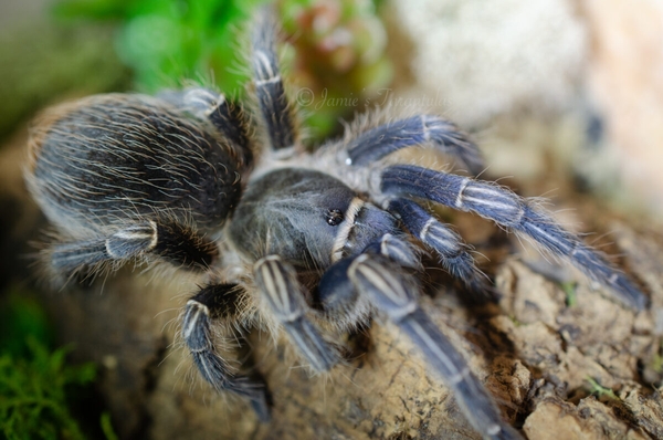 Costa Rican Zebra | Spider.DAD