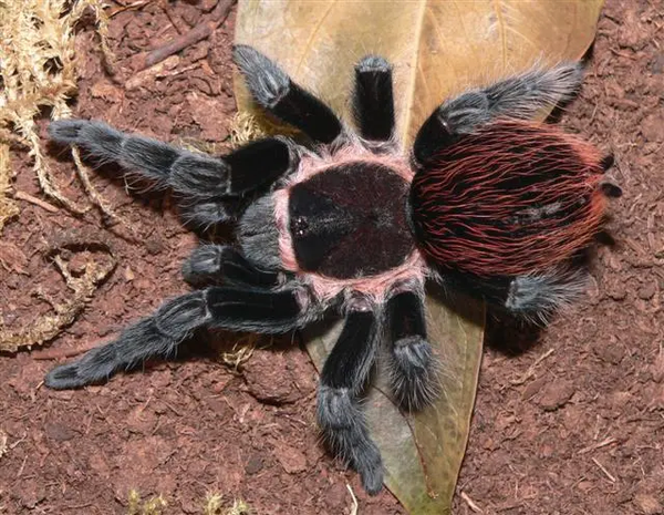 Mexican Red Rump | Spider.DAD