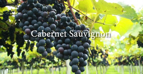 Hương vị của Concha Y Toro Reservado Cabernet Sauvignon