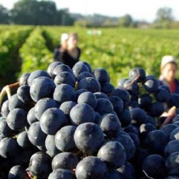 Rượu Vang Ý M Merlot Salento Limited Edition  