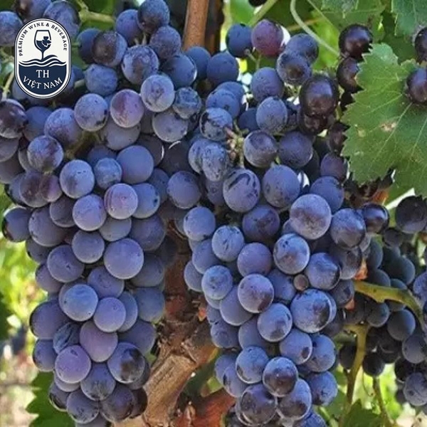 Quy trình sản xuất rượu vang