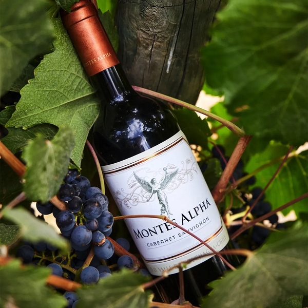 Ai nên chọn mua Montes Alpha Cabernet Sauvignon?