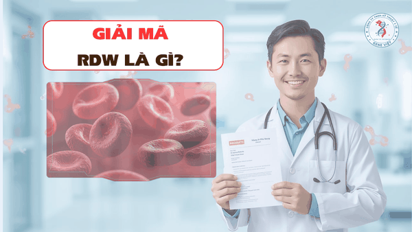 RDW Là Gì? Ý Nghĩa Chỉ Số RDW Trong Xét Nghiệm Máu