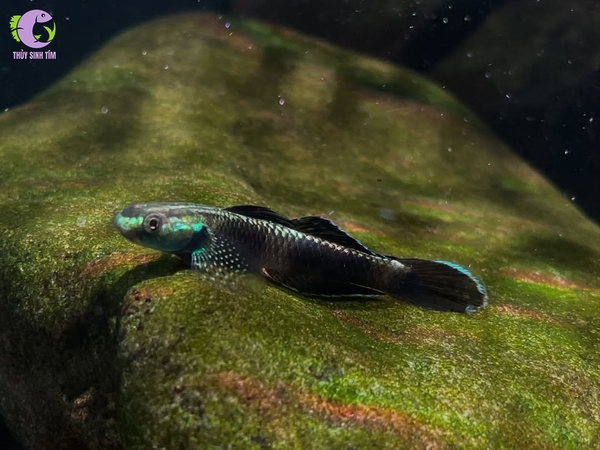 Cá Bống Stiphodon Pelewensis - 2