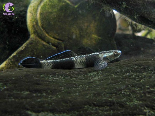 Cá Bống Stiphodon Pelewensis - 1