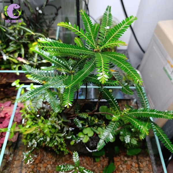 Cây Bán Cạn Diệp Hạ Châu Bal-gui (Phyllanthus Balgooyi) - 1