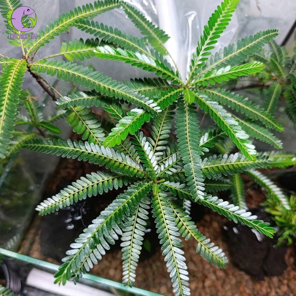 Cây Bán Cạn Diệp Hạ Châu Bal-gui (Phyllanthus Balgooyi) - 2