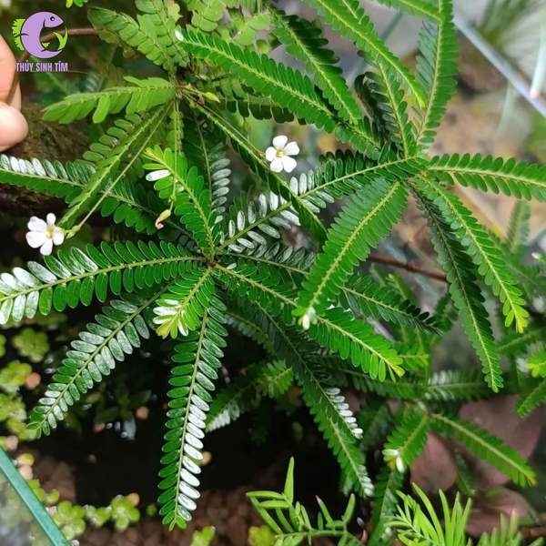 Cây Bán Cạn Diệp Hạ Châu Bal-gui (Phyllanthus Balgooyi) - 3