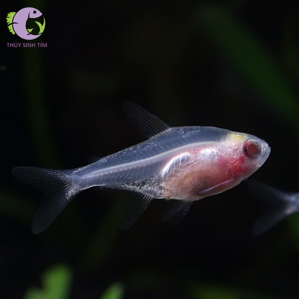Cá X-ray Tetra - 1