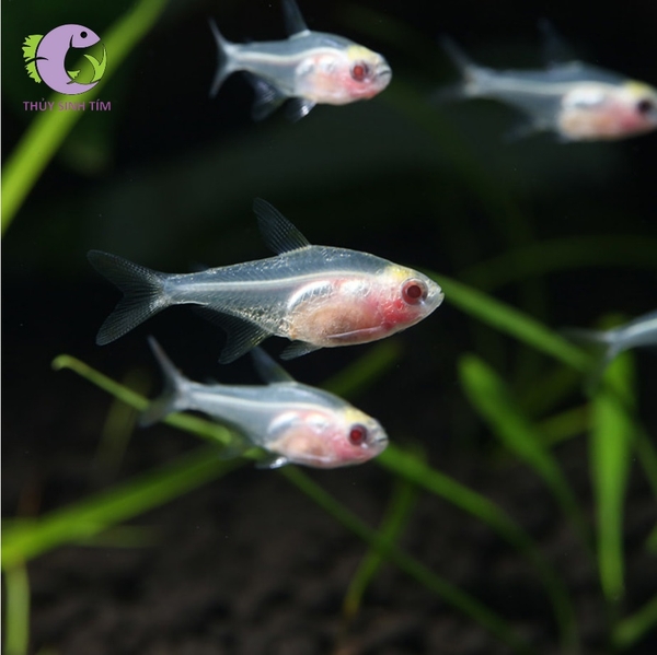 Cá X-ray Tetra - 2