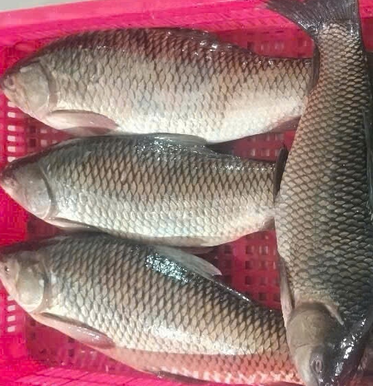 Frozen Whole Rohu Fish