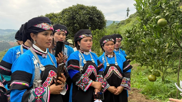 ĐẠI DIỆN LIÊN MINH CHÂU ÂU VÀ OXFAM VIỆT NAM THĂM, KIỂM TRA MÔ HÌNH TRỒNG QUÝT VÀ TIẾN ĐỘ TRIỂN KHAI DỰ ÁN TẠI MƯỜNG KHƯƠNG, LÀO CAI