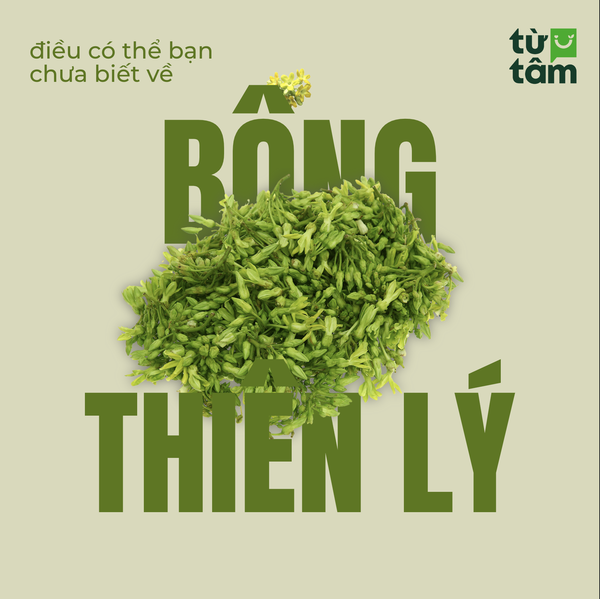 🌿 Những điều ít ai biết về bông thiên lý