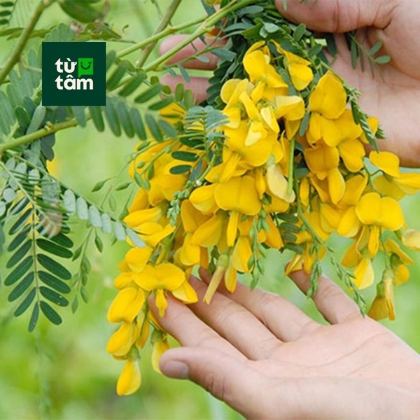 Bông Điên Điển | 160g