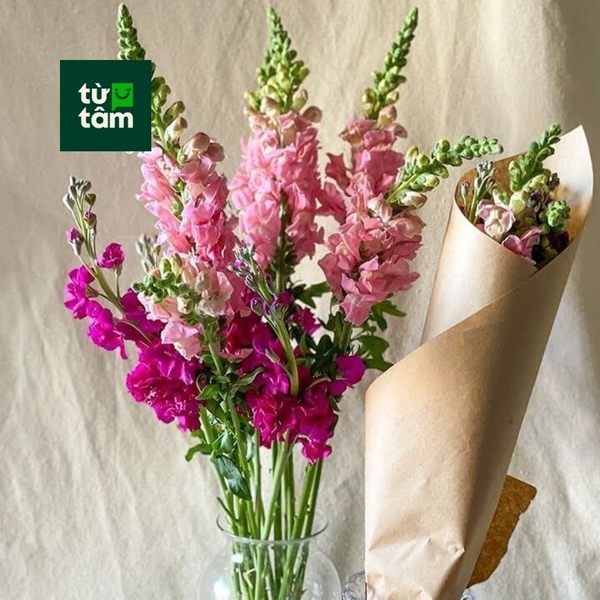 Mõm Sói (màu ngẫu nhiên)