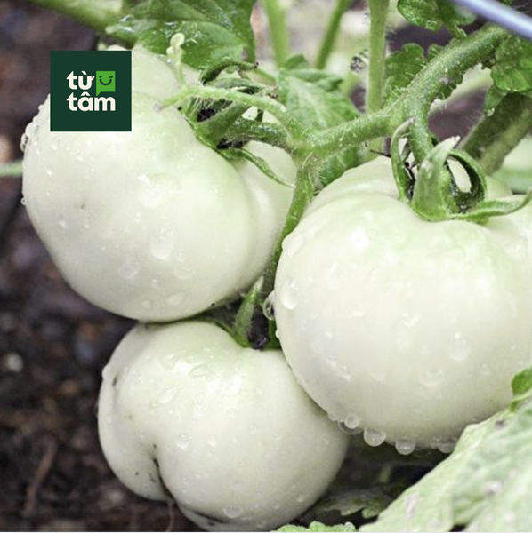 Cà Dĩa Trắng | 500g