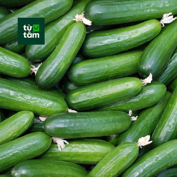 Dưa Leo Baby | 250-300g