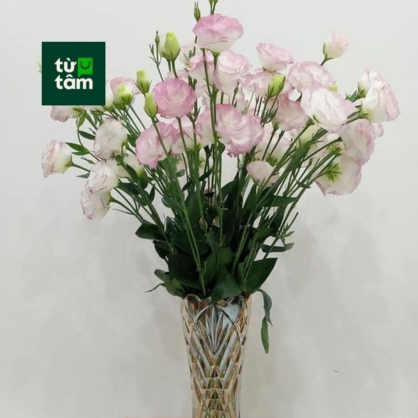 Cát Tường | 5 Cành