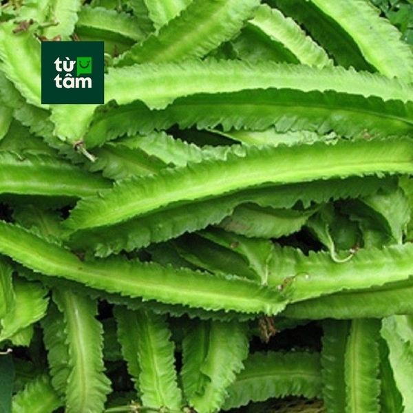 Đậu Rồng | 300g