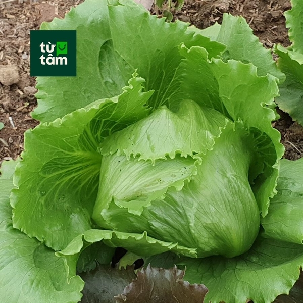 Xà Lách Iceberg | 350g