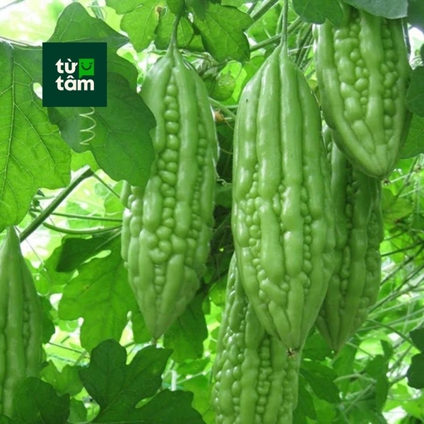 Khổ Qua	| 350-400g