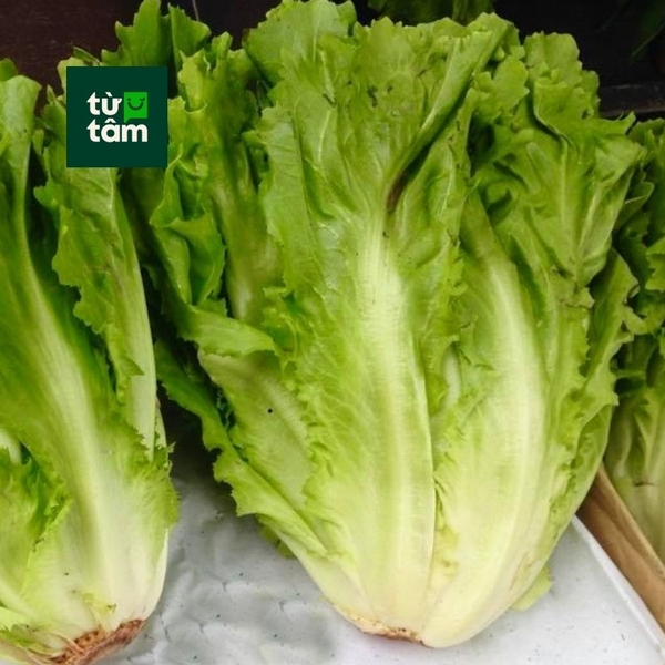 Xà Lách Carol | 250-300g