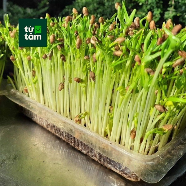 Rau Mầm Rau Muống | 200g