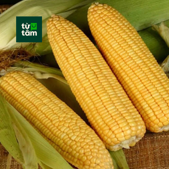 Bắp Mỹ | 1 cặp