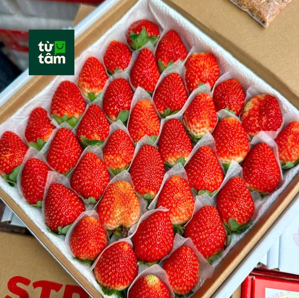 Dâu Đà Lạt size 36 | 500g