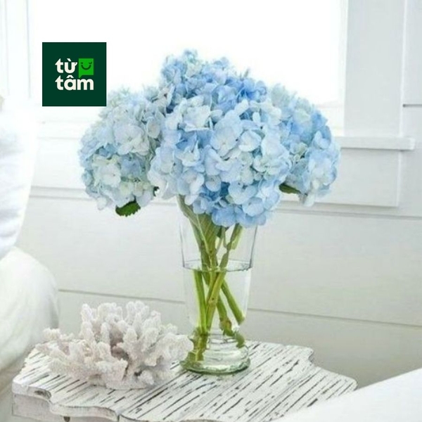 Cẩm Tú Cầu | 1 cành (màu ngẫu nhiên)