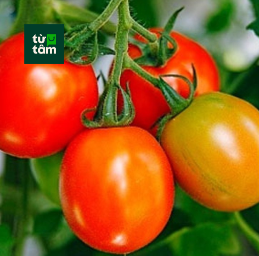 Cà Chua Trứng | 400g