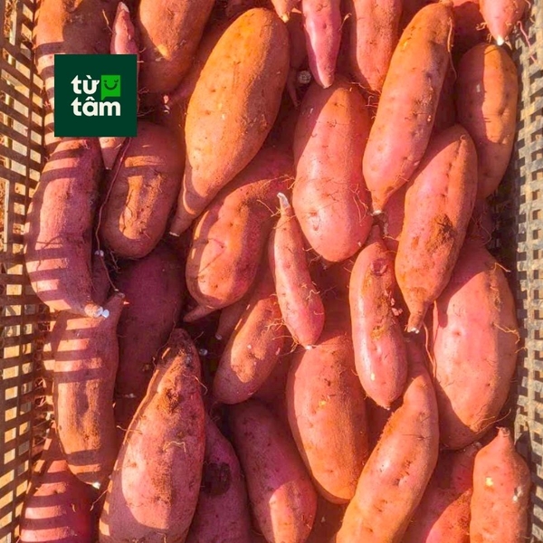 Khoai Lang Nhật | 900-1000g