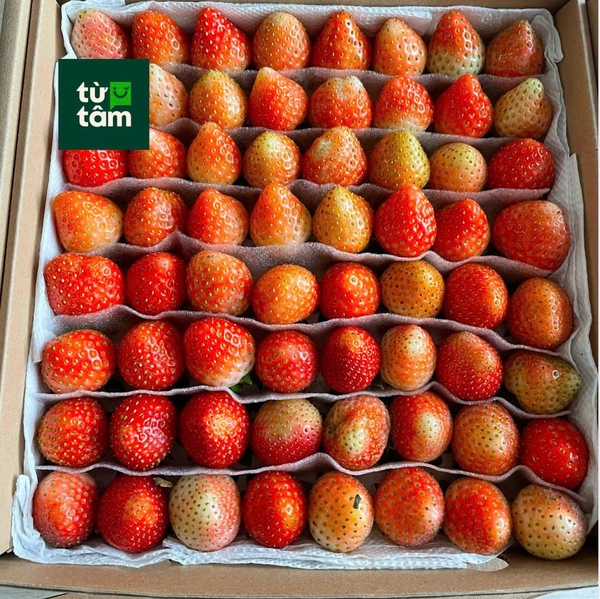 Dâu Đà Lạt size 64 | 500g