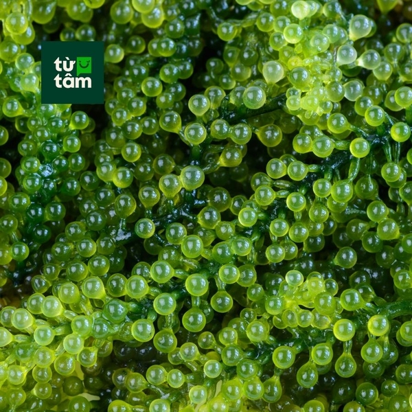 Rong Nho Tươi | 100g