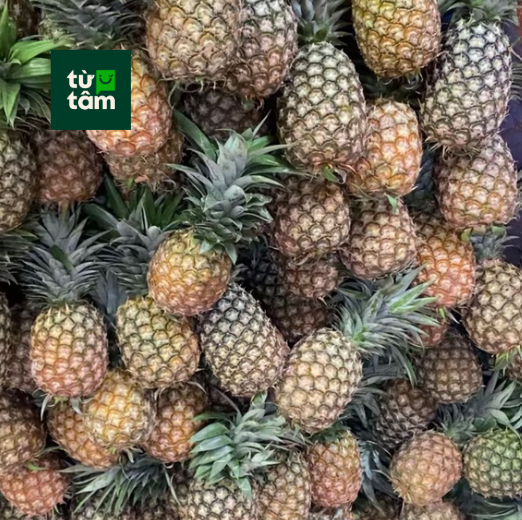 Thơm Miền Tây | Trái 900-1000g