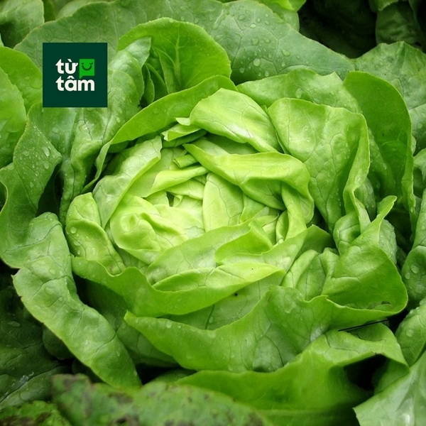 Xà Lách Mỡ | 180-200g