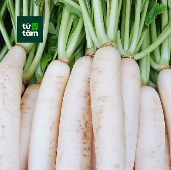 Củ Cải Trắng	| 450-500g