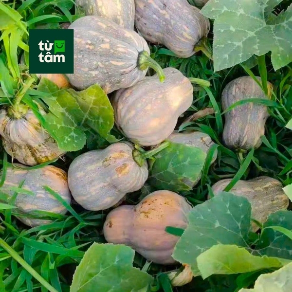 Bí Hồ Lô | 800-900g