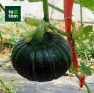 Bí Hạt Dẻ (Bí Bơ) | 1kg