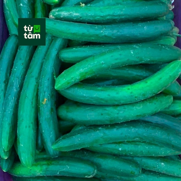 Dưa Leo Giống Nhật | 450-500g