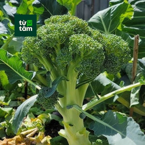 Bông Cải Xanh | 250-300g