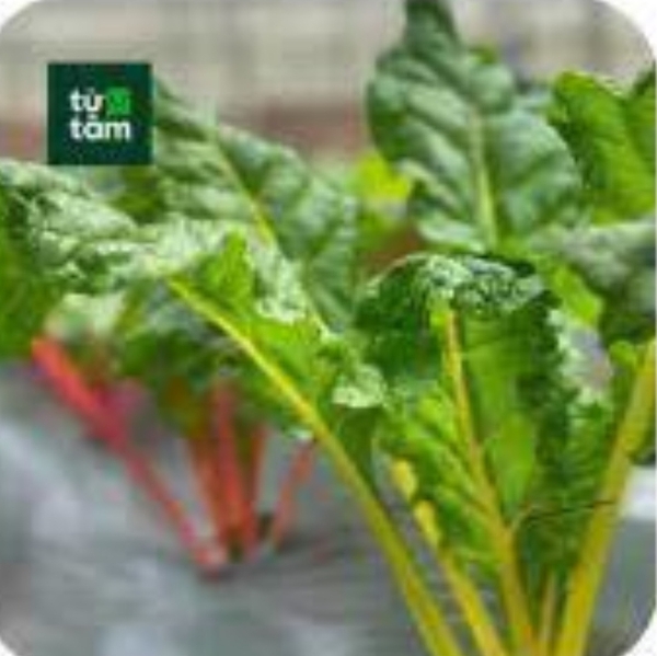 Cải Cầu Vồng | 500g