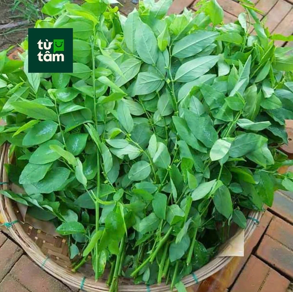 Bồ Ngót | 300g