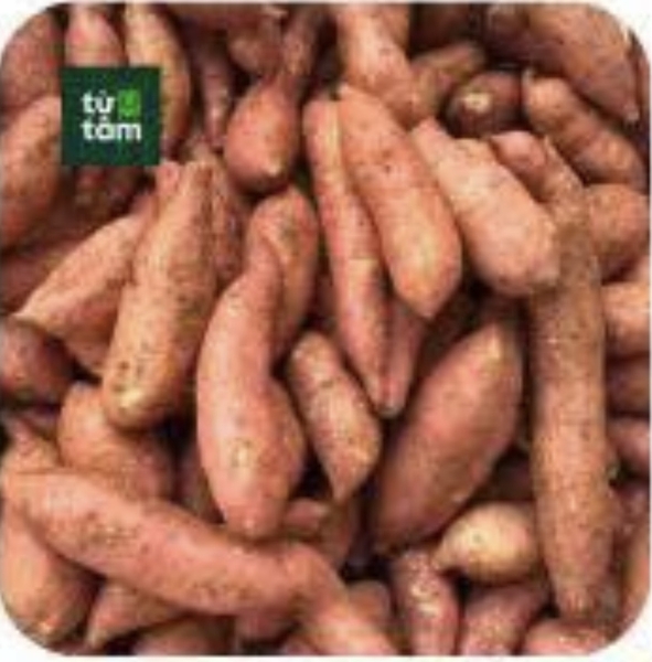 Khoai Lang Mật | 900-1000g