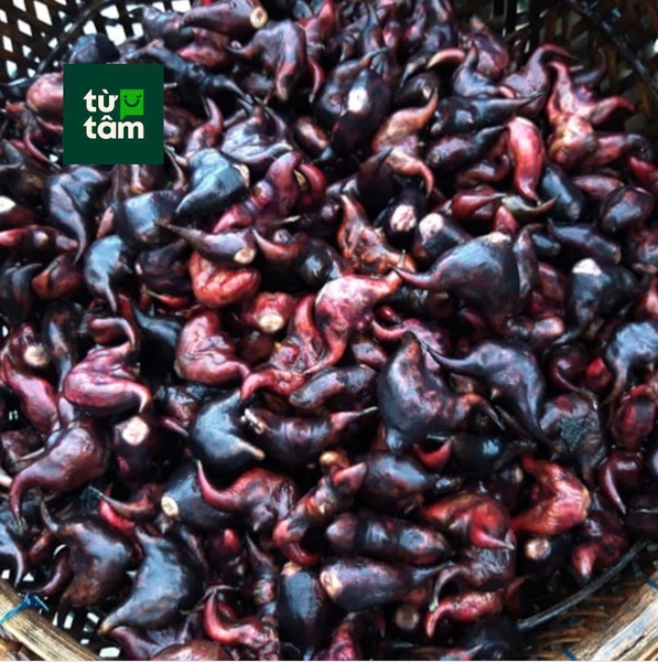 Củ Ấu Sống | 1000g