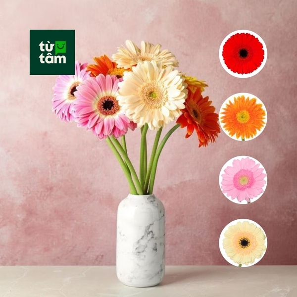 Hoa Đồng Tiền | 20 Cành