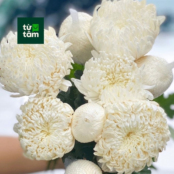 Hoa Cúc Mẫu Đơn | 5 Cành (chọn màu)