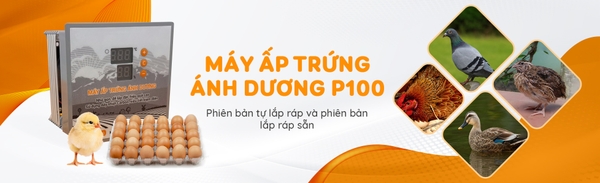 Máy ấp trứng Ánh Dương